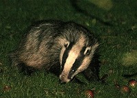 Badger - Meles meles