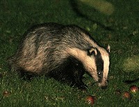 Badger - Meles meles