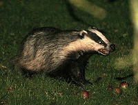 Badger - Meles meles