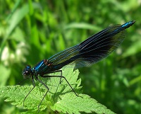 Banded Demoiselle - Calopteryx splendens