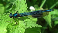 Banded Demoiselle - Calopteryx splendens