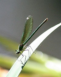 Banded Demoiselle - Calopteryx splendens