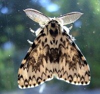 Black Arches Moth - Lymantria monacha
