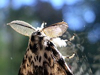 Black Arches Moth - Lymantria monacha