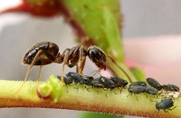 Black Garden Ant - Lasius niger