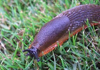 Black Slug - Arion ater