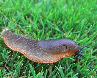 Black Slug - Arion ater