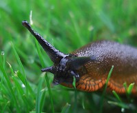 Black Slug - Arion ater