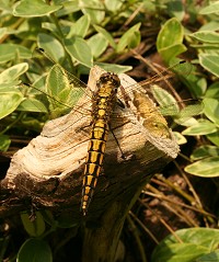 Black-tailed Skimmer - Orthetrum cancellatum