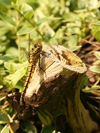 Black-tailed Skimmer - Orthetrum cancellatum