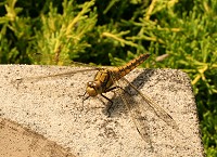 Black-tailed Skimmer - Orthetrum cancellatum