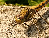 Black-tailed Skimmer - Orthetrum cancellatum