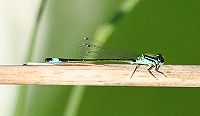 Blue-tailed Damselfly - Ischnura elegans