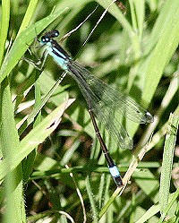 Blue-tailed Damselfly - Ischnura elegans