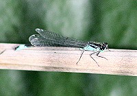 Blue-tailed Damselfly - Ischnura elegans