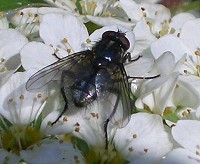 Bluebottle - Calliphora vomitoria