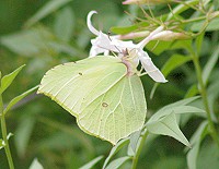 Brimstone - Gonepteryx rhamni