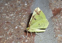 Brimstone Moth - Opisthograptis luteolata