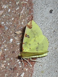 Brimstone Moth - Opisthograptis luteolata