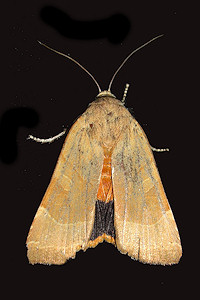 Broad-bordered Yellow Underwing - Noctua fimbriata