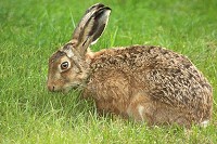 Brown Hare - Lepus europaeus