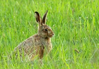 Brown Hare - Lepus europaeus