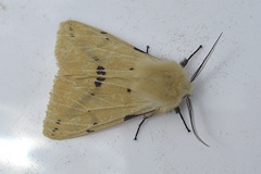 Buff Ermine Moth - Spilosoma luteum