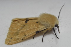 Buff Ermine Moth - Spilosoma luteum