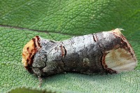 Buff-Tip Moth - Phalera bucephala