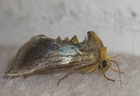 Burnished Brass Moth - Diachrysia chrysitis