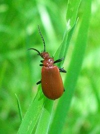 Cardinal Beetle - Pyrochroa serraticornis