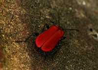 Cardinal Beetle - Pyrochroa coccinea