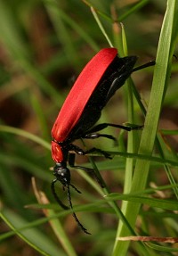 Cardinal Beetle - Pyrochroa coccinea
