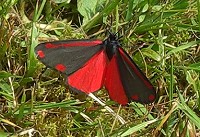 The Cinnabar - Tyria jacobaeae