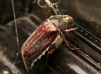 Cockchafer - Melolontha melolontha - May-bug