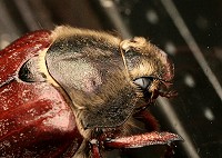 Cockchafer - Melolontha melolontha - May-bug