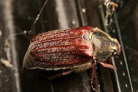 Cockchafer - Melolontha melolontha - May-bug
