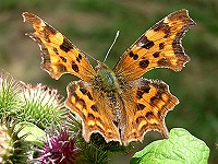 Comma - Polygonia c-album