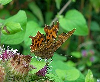 Comma - Polygonia c-album