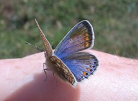 Common Blue Butterfly - Polyommatus icarus