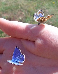 Common Blue Butterfly - Polyommatus icarus