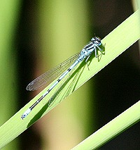 Common Blue Damselfly - Enallagma cyathigerum