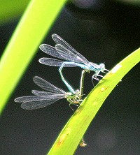 Common Blue Damselfly - Enallagma cyathigerum