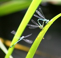 Common Blue Damselfly - Enallagma cyathigerum