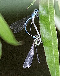 Common Blue Damselfly - Enallagma cyathigerum
