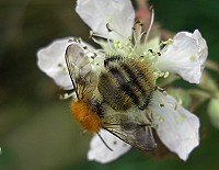 Common Carder Bee - Bombus pascuorum