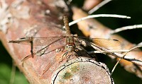 Common Darter - Sympetrum striolatum