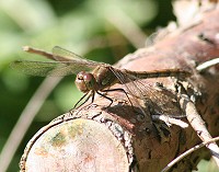 Common Darter - Sympetrum striolatum