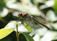 Common Darter - Sympetrum striolatum