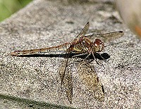 Common Darter - Sympetrum striolatum